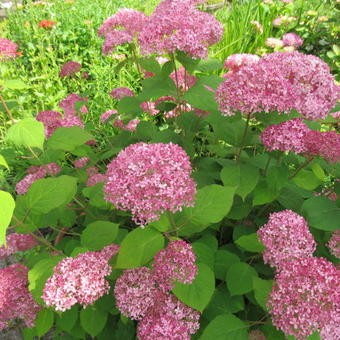 Hydrangea arborescens 'Pink Annabelle'