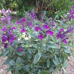 Salvia greggii - Salie