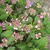 Hydrangea macrophylla FLAIR & FLAVOUR 'Cotton Candy'
