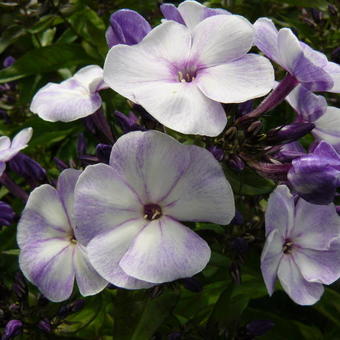 Phlox paniculata 'YOUNIQUE Old Blue'