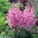 Astilbe chinensis ‘Little Vision in Pink’ - Pluimspirea
