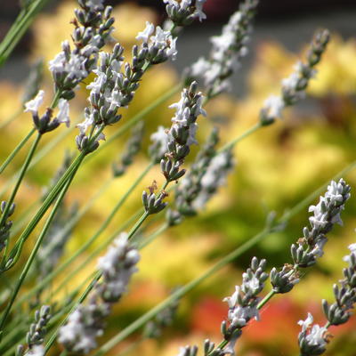Lavendel - Lavandula x intermedia 'Edelweiss'
