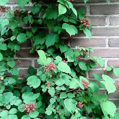Japanse wijnbes - Rubus phoenicolasius