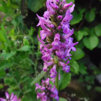 Andoorn - Stachys monieri 'Hummelo'