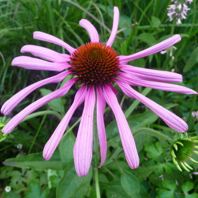 Zonnehoed - Echinacea tennesseensis 'Rocky Top'