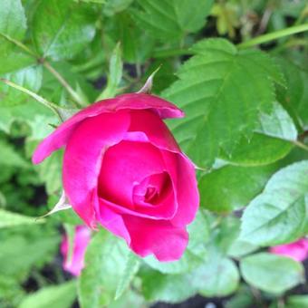 Rosa 'Glamour select'