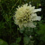 Cephalaria radiata - Gele scabiosa - Cephalaria radiata