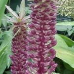 Eucomis comosa 'Sparkling Burgundy' - Kuiflelie / ananasplant