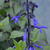 Salvia coerulea 'Black and Blue'
