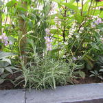 Lavandula angustifolia 'Little Lottie' - Lavendel