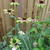 Echinacea purpurea 'Green Envy'