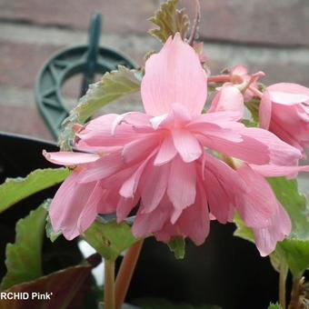 Begonia 'ORCHID Pink'