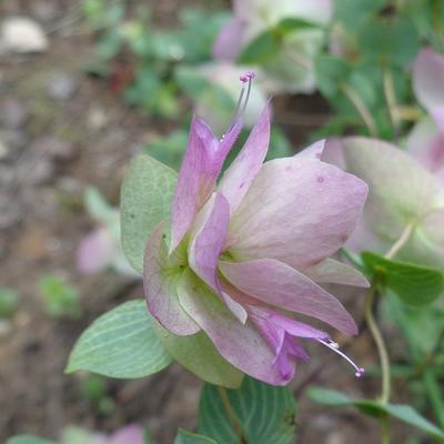 Marjolein - Origanum rotundifolia 'Kent Beauty'