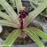 Eucomis vandermerwei - Kuiflelie / ananasplant