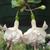 Fuchsia 'Aandenken Lenie Vandebroek'
