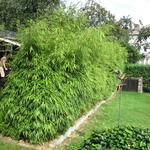 Fargesia murieliae - Bamboe