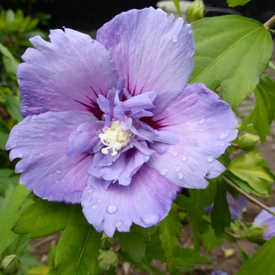 altheastruik - Hibiscus syriacus 'Blue CHIFFON'