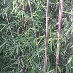 Fargesia nitida 'Jiuzhaigou' - Bamboe