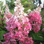 Pluimhortensia - Hydrangea paniculata 'Pinky Winky' 