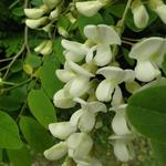 Robinia pseudoacacia - Valse Acacia