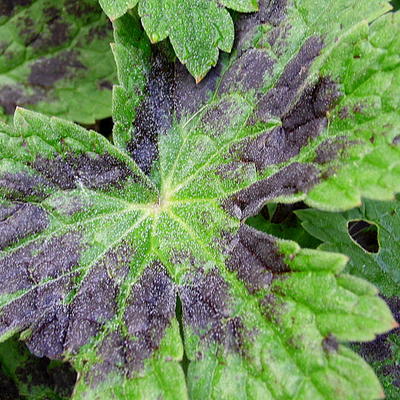 Ooievaarsbek - Geranium phaeum 'Samobor'
