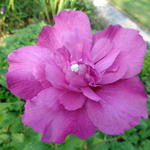 Hibiscus syriacus 'Purple Ruffles' - Althaeastruik - Hibiscus syriacus 'Purple Ruffles'