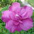 Hibiscus syriacus 'Purple Ruffles'