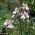 Fuchsia 'Seyst 95'