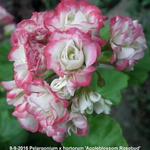 Pelargonium x hortorum 'Appleblossom Rosebud' - Geranium