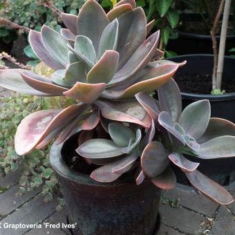 X Graptoveria 'Fred Ives'
