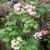 Pelargonium x hortorum 'Appleblossom Rosebud'