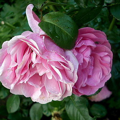 Roos - Rosa 'Léonard da Vinci'