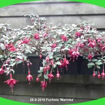Fuchsia 'Marinka'