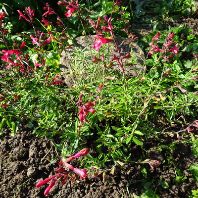 Salie, Herfstsalie - Salvia greggii 'Lipstick'