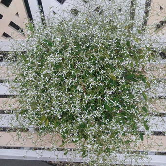 Euphorbia hypericifolia 'Diamond Frost'