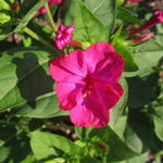 Incarvillea delavayi 'Rosa' - Tuingloxinia