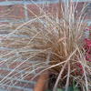 Zegge - Carex comans 'Bronco'