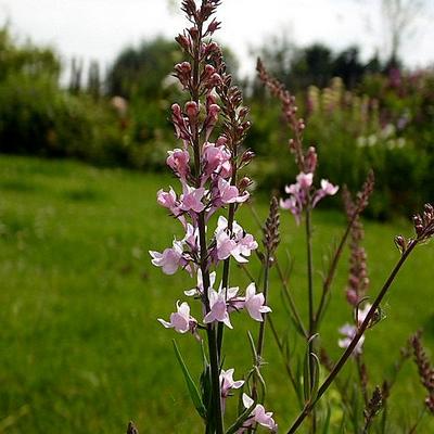 Vlasleeuwebek - Linaria purpurea 'Canon J. Went'