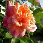 Rosa 'Aloha' Kordes - Klimroos