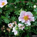 Potentilla fruticosa - Struikganzerik