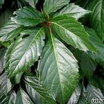Parthenocissus quinquefolia - Wilde wingerd - Parthenocissus quinquefolia