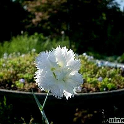 Grasanjer - Dianthus plumarius 'Albus Plenus'