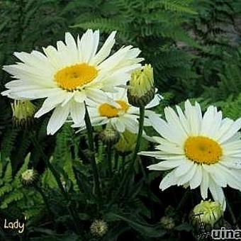 Leucanthemum x superbum 'Snow Lady'