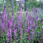 Mystic Spires Blue Salvia, Salvia x 'Balsalmisp' PP #PP18054