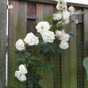 Rosa 'Colonial White'