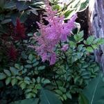 Astilbe  chinensis 'Heart and Soul' - Pluimspirea