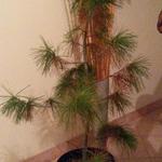 Pinus armandii - Chinese pijnboom