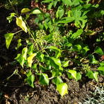 Hedera colchica 'Fall Favourite' - Klimop, Kaukasische klimop