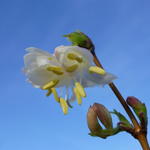 Lonicera x purpusii 'Winter Beauty' - Kamperfoelie, winterkamperfoelie