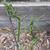 Asparagus officinalis 'Vroege van Argenteuil'